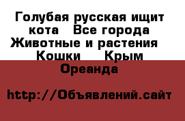 Голубая русская ищит кота - Все города Животные и растения » Кошки   . Крым,Ореанда